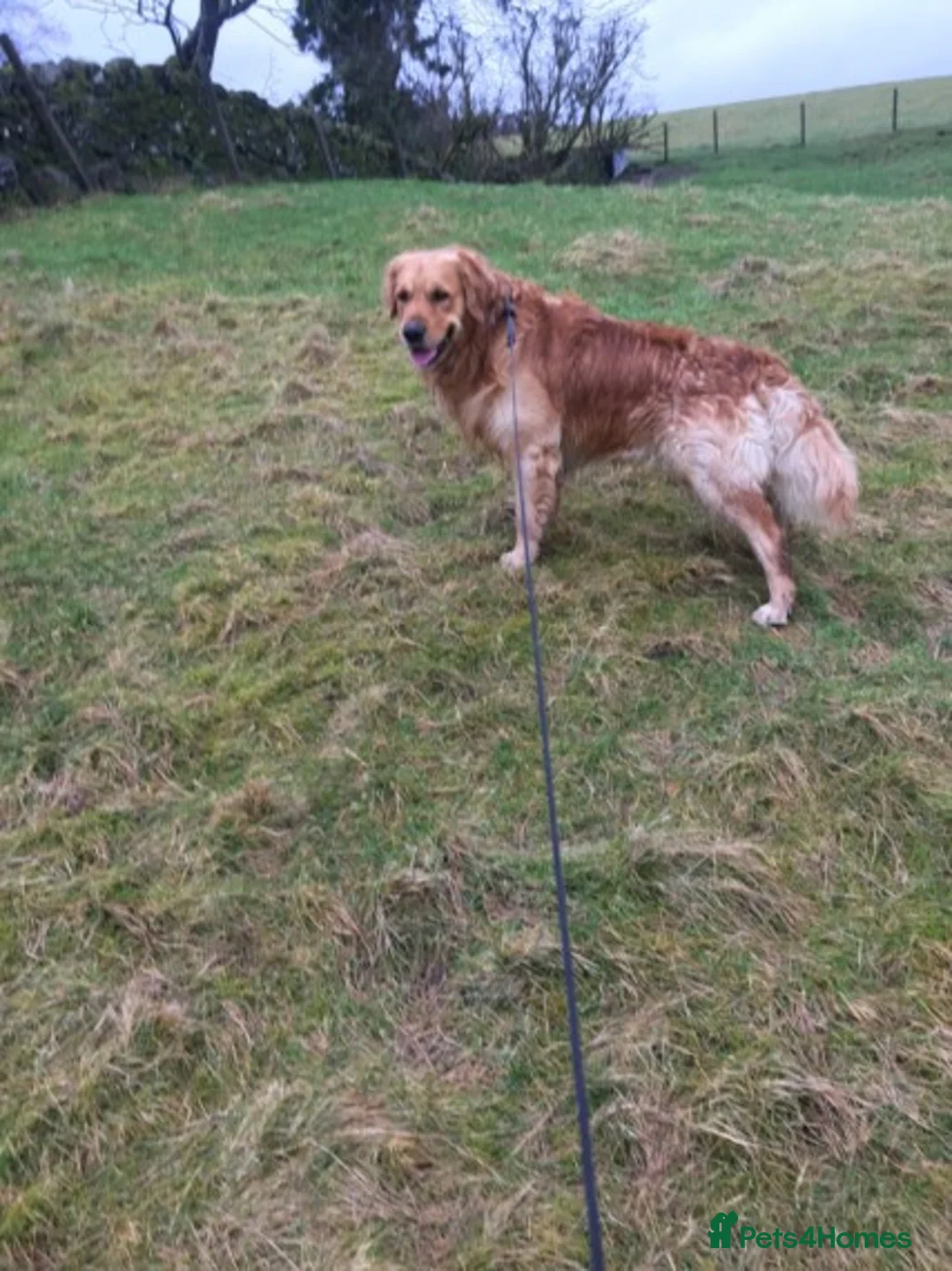 Golden Retriever dogs for stud: Stunning Golden Retriever - hip , elbow , DNA test in Dunblane - Advert 7