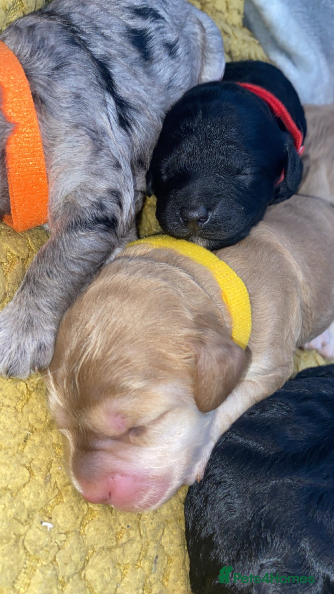 Cockapoo dogs for sale: Stunning Cockapoos - Image 13
