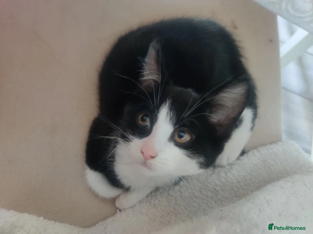British Shorthair cats for sale: TUXEDO KITTENS *URGENT DM* - Advert 21