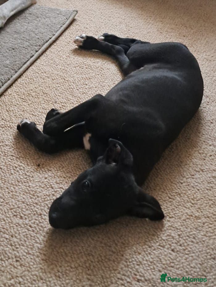 Whippet dogs for sale: Rimrock Whippets - Advert 1