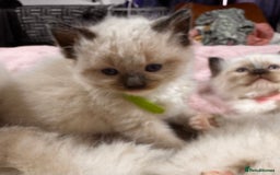 Ragdoll cats for sale: Purebred Ragdoll Kittens (TICA REG PARENTS) - Image 4