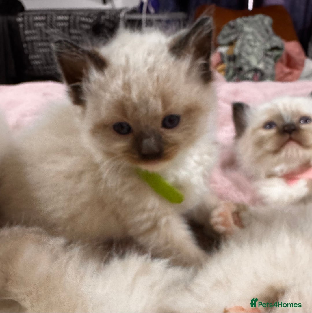 Ragdoll cats for sale: Purebred Ragdoll Kittens (TICA REG PARENTS) - Image 4