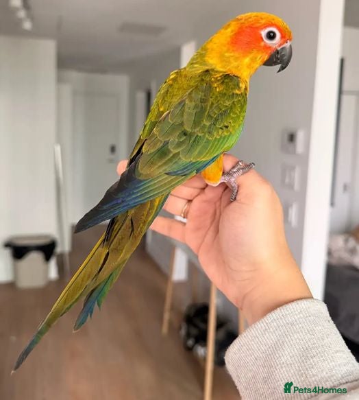 Parrots birds A Splash of Color and Joy for Your Home - Advert 5