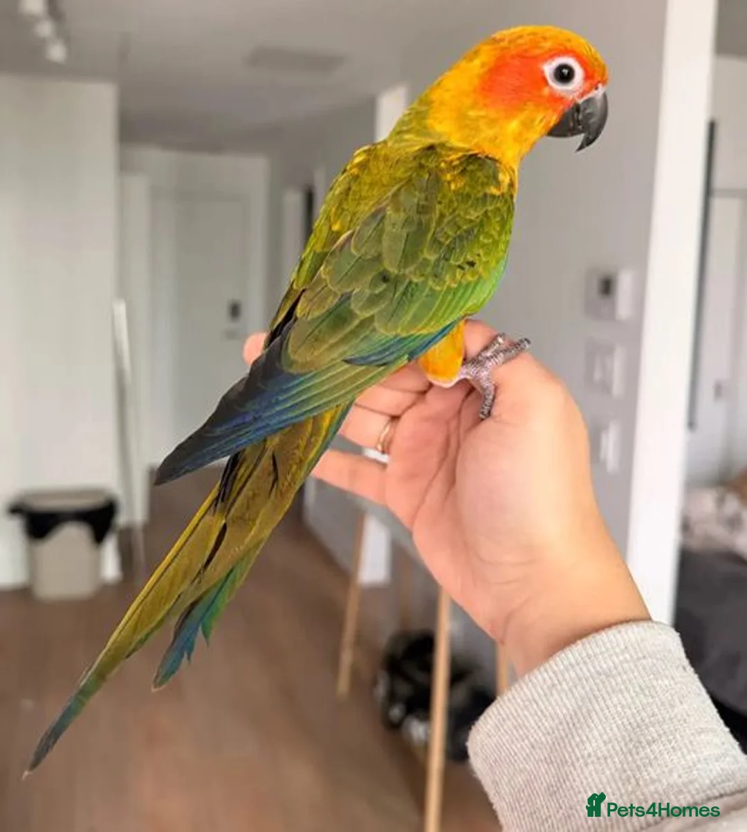 Parrots birds for sale: A Splash of Color and Joy for Your Home in Colchester - Advert 1