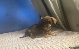 Mixed Breed dogs for sale: Dashound and Pomeranian  - Image 2