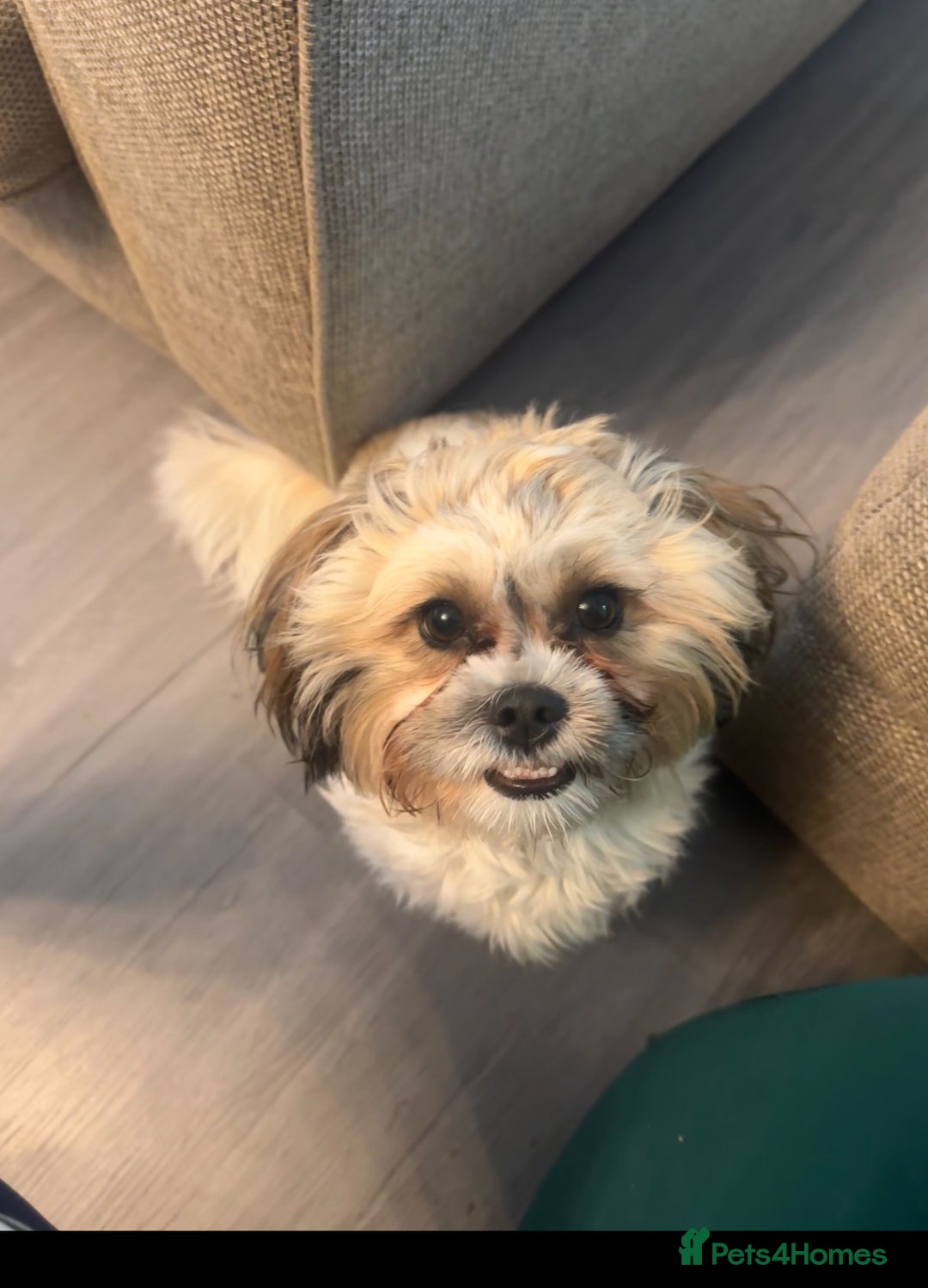 Zuchon dogs for sale: Bichon Frise ** hih Tzu girl, born on 8th Nov 2024 - Image 1