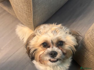 Zuchon dogs for sale - Advert 1