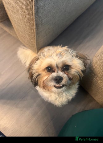 Zuchon dogs - Advert 2