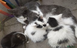 Domestic Shorthair cats for sale: Beautiful kittens ready for loving homes  - Image 14