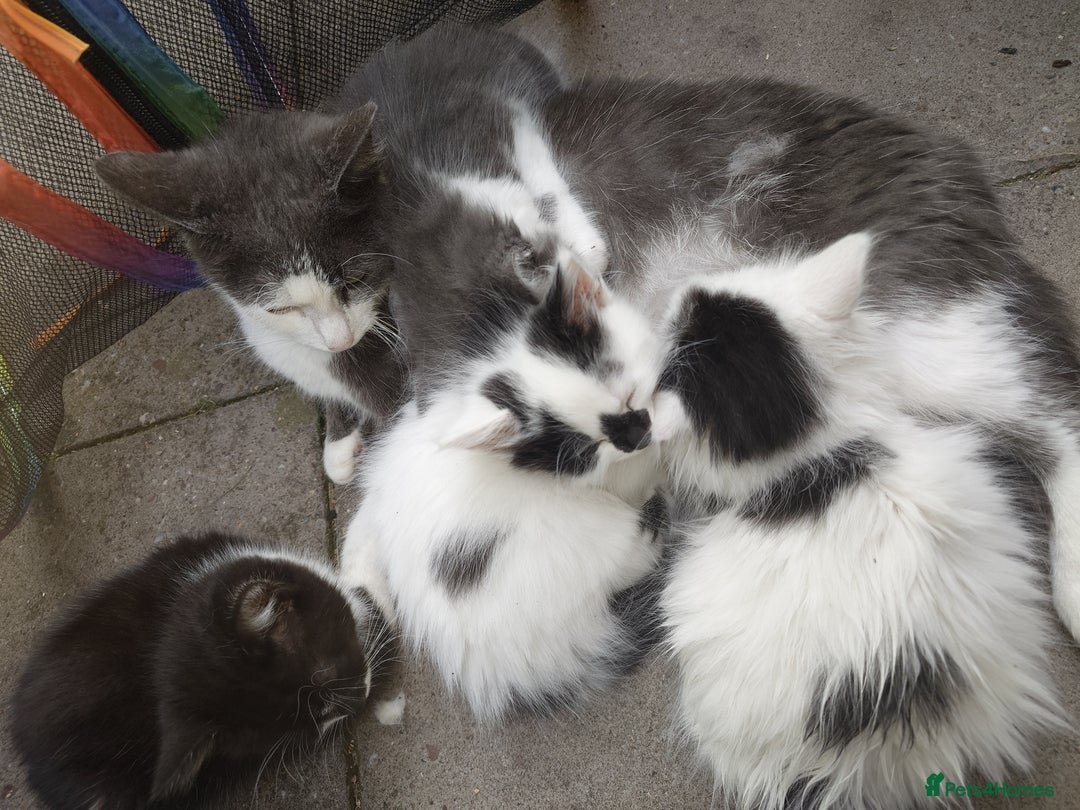 Domestic Shorthair cats for sale: Beautiful kittens ready for loving homes  - Image 14