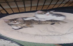 Mixed Breed cats for sale: 5 beautiful kittens female - Advert 4