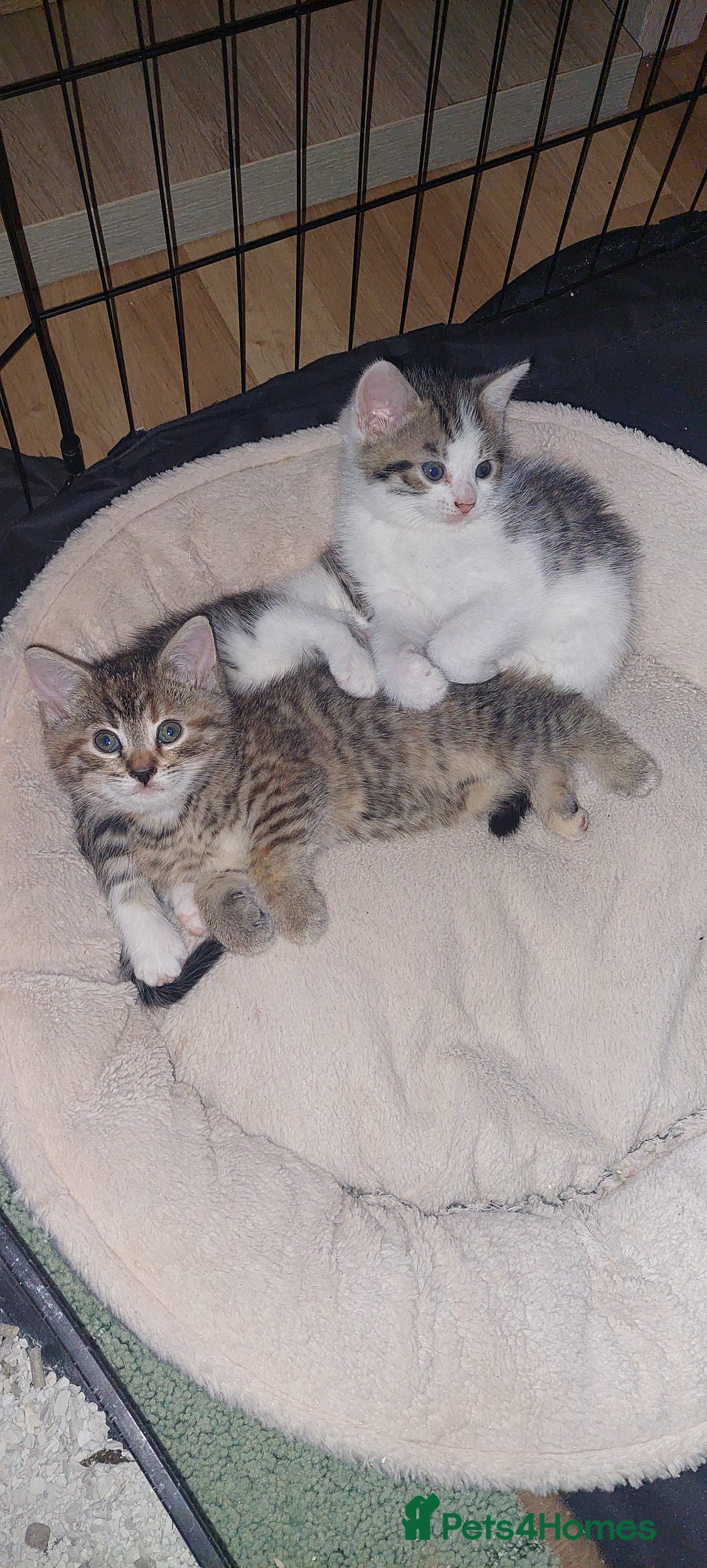 Mixed Breed cats for sale: 5 beautiful kittens female - Advert 4