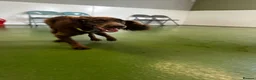 Cocker Spaniel dogs for sale: Mouse in Hull - Advert 1