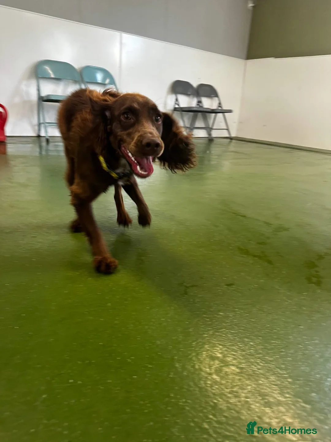 Cocker Spaniel dogs for sale: Mouse in Hull - Advert 1