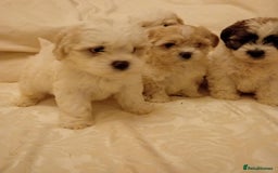 Cavachon dogs for sale: Cavachon puppies  - Image 3