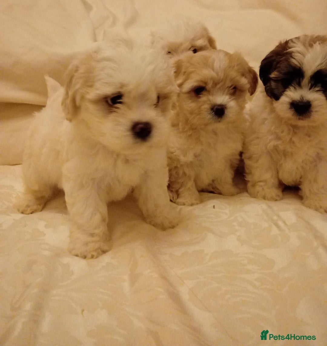 Cavachon dogs for sale: Cavachon puppies  - Image 3