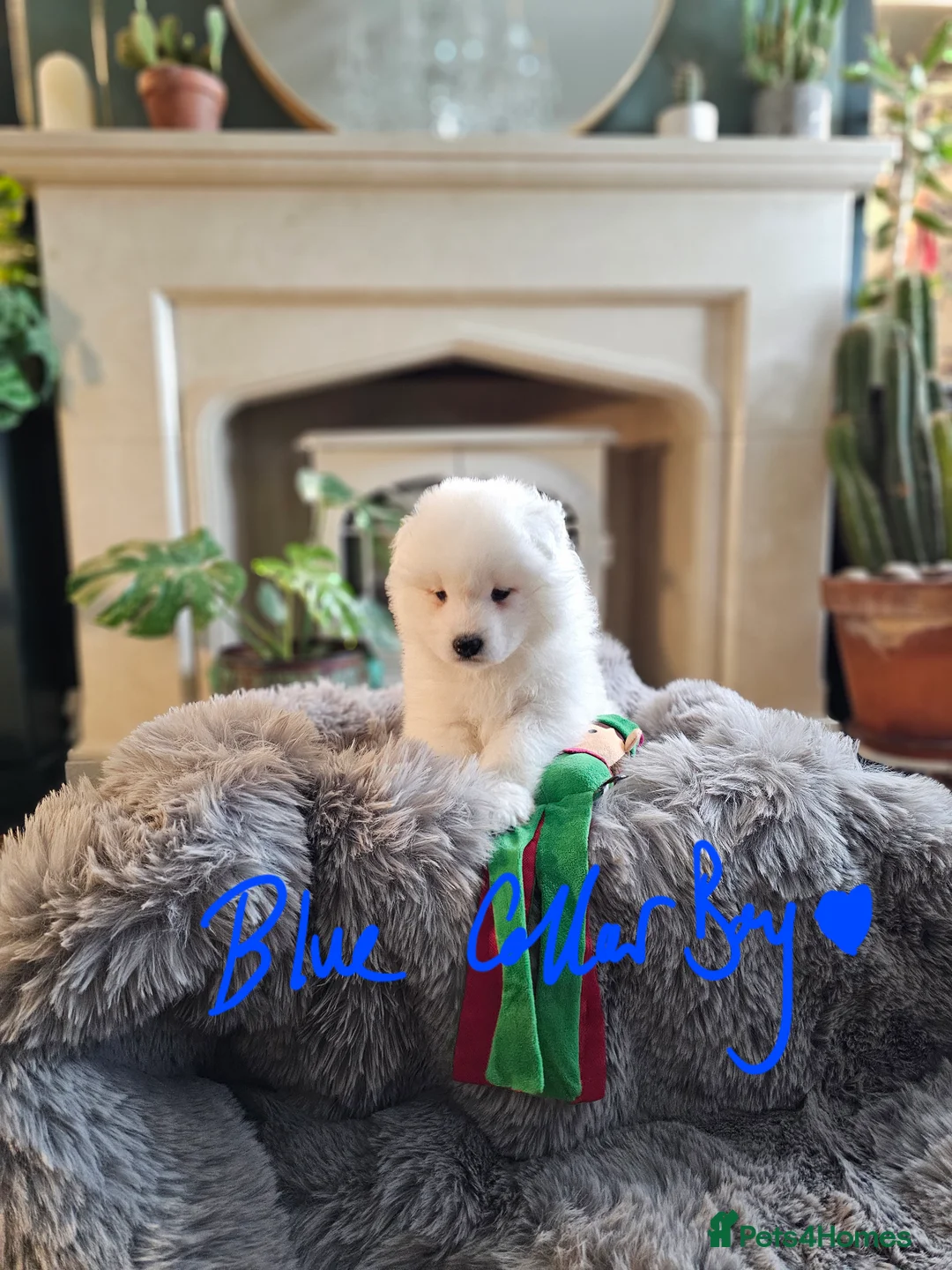 Samoyed dogs for sale: ⭐ EXCEPTIONAL BEAR-HEAD PUPPIES ⭐Champion Heritage - Advert 13