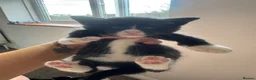 Mixed Breed cats for sale: 5 gorgeous kittens needing a home - Advert 3