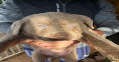 Labrador Retriever dogs - Advert 2