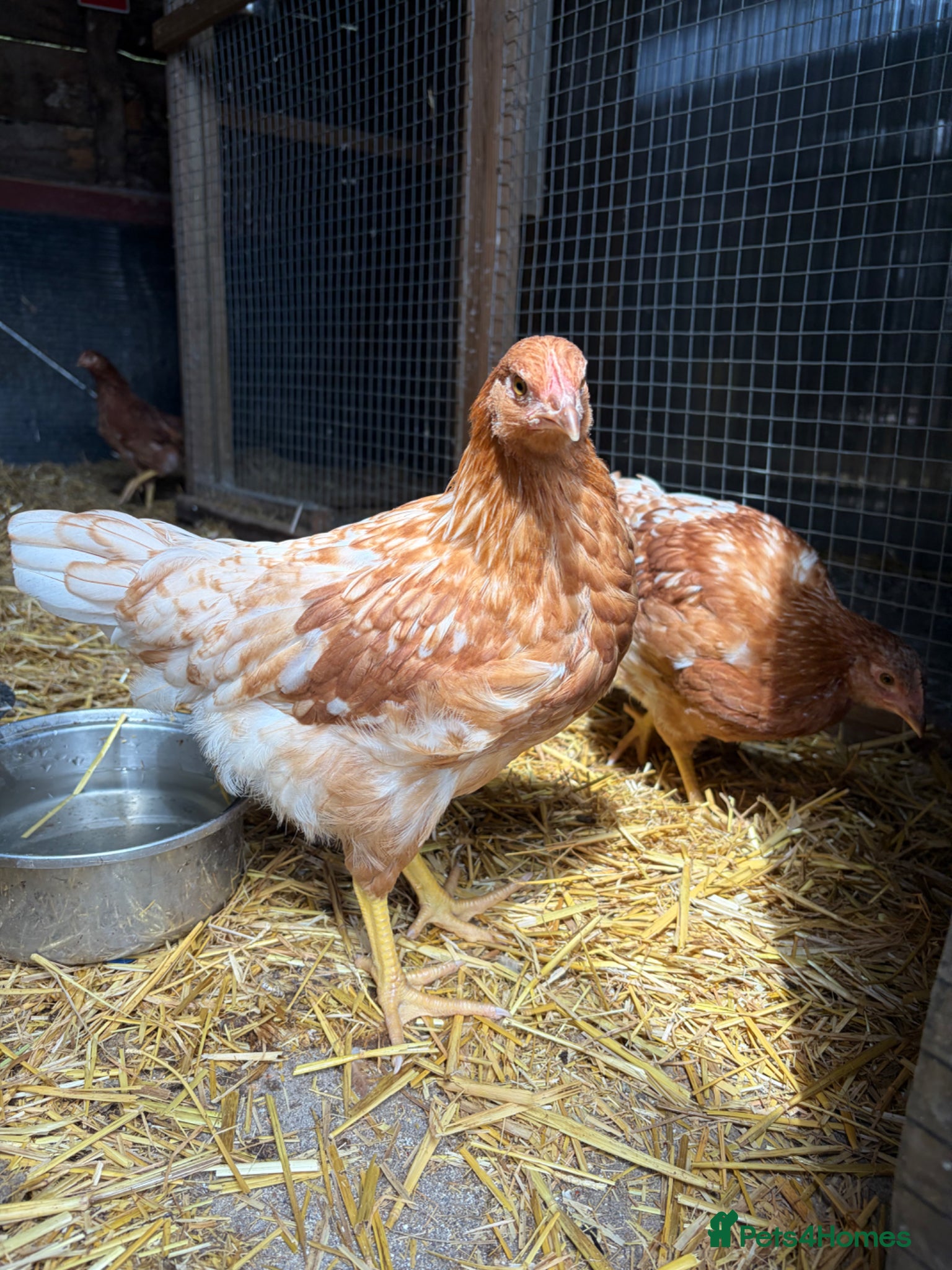 Chickens poultry for sale: 3 Beautiful Isa Brown Pullets - Advert 4