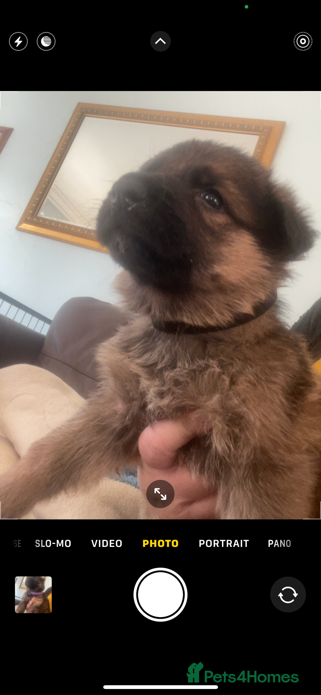 German Shepherd dogs for sale: German shepherd puppies - Stunning - Advert 8