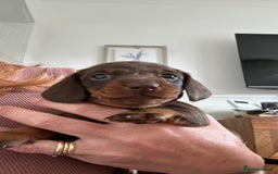 Dachshund dogs for sale: Miniature Daschund - Image 14