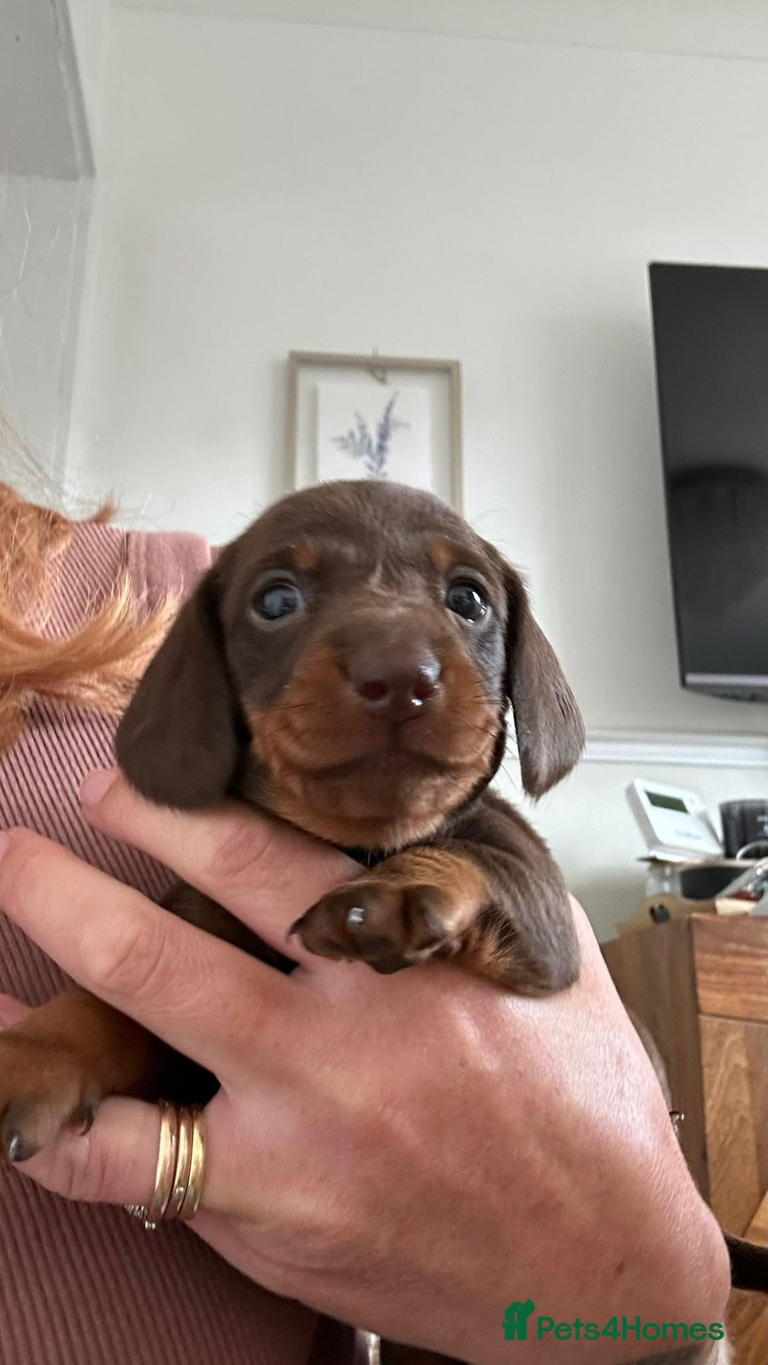 Dachshund dogs for sale: Miniature Daschund - Image 14