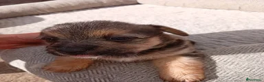 Jacktesse Puppy
