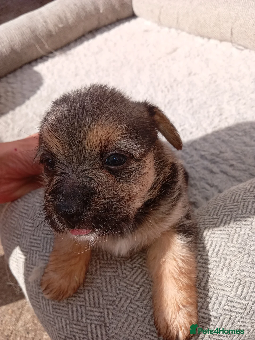 Mixed Breed dogs for sale: **1 Male Puppie Available* 5 Jacktesse Puppys - Advert 2
