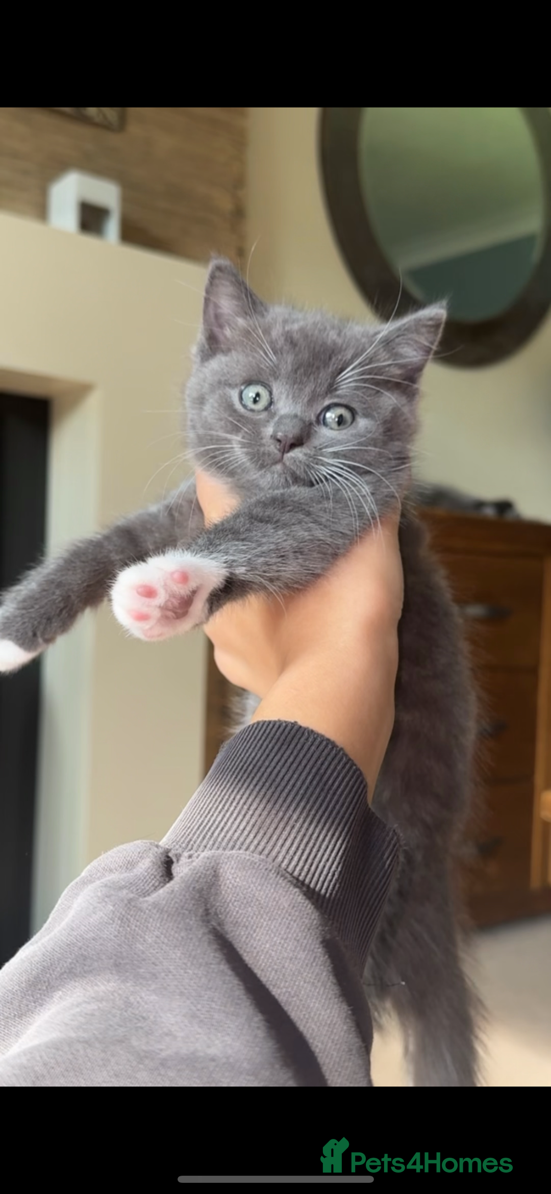 Mixed Breed cats for sale: Mixed breed ragdoll x British shorthair kitten - Image 3