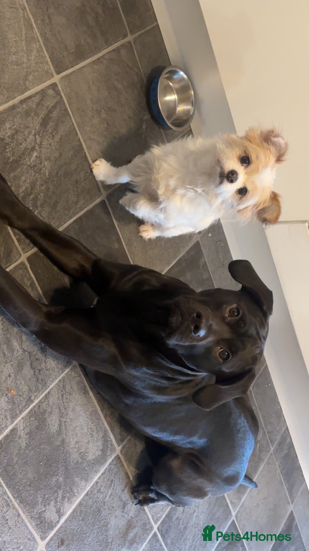 Mixed Breed dogs for sale: Mix breed dog staffy lab  - Image 2