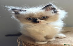 Ragdoll cats for sale: 4 Beautiful Female Ragdoll kittens for sale  - Image 6