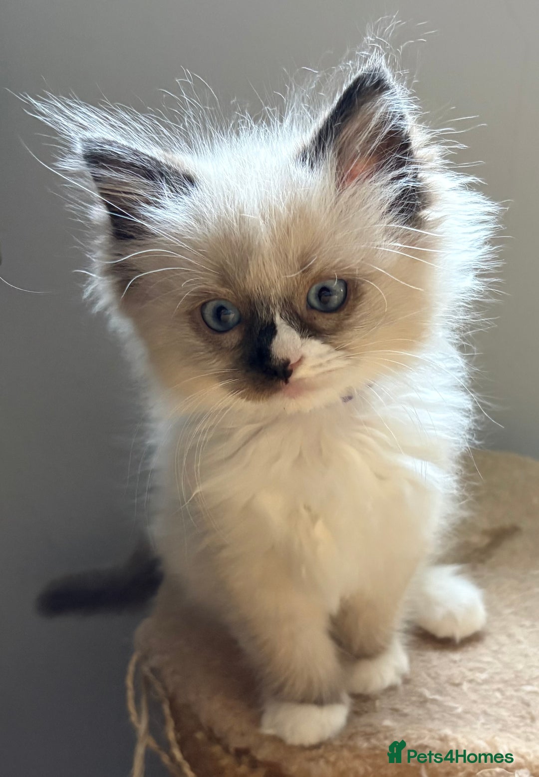 Ragdoll cats for sale: 4 Beautiful Female Ragdoll kittens for sale  - Image 6
