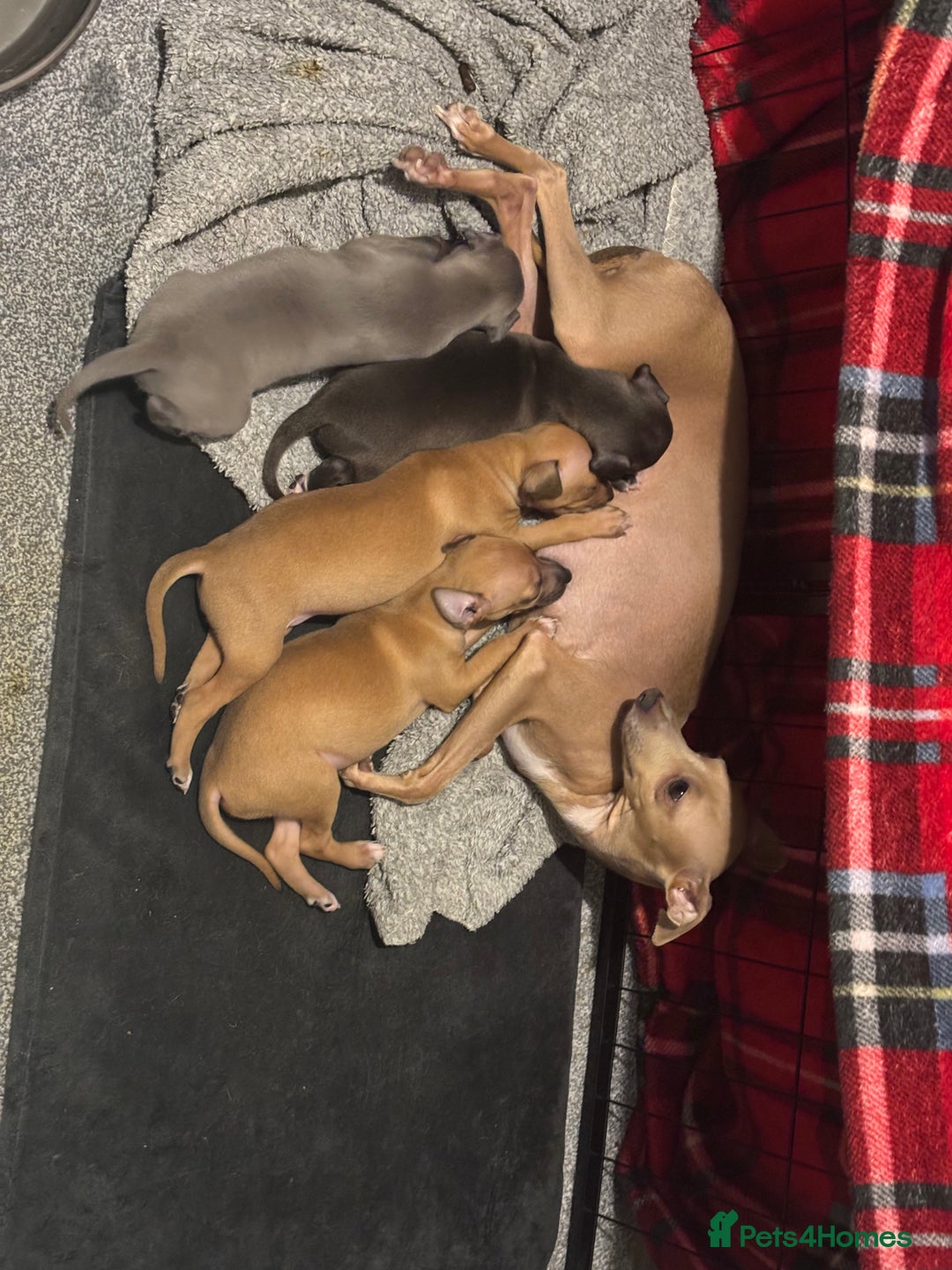 Italian Greyhound dogs for sale: 3 Italian greyhound puppies  - Advert 5