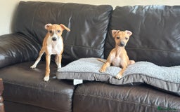 Italian Greyhound dogs for sale: Kc registered Italian greyhound puppies - Image 17