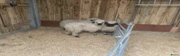 Sheep livestock for sale: VALAIS BLACKNOSE WETHER LAMBS £100 EACH - Advert 6