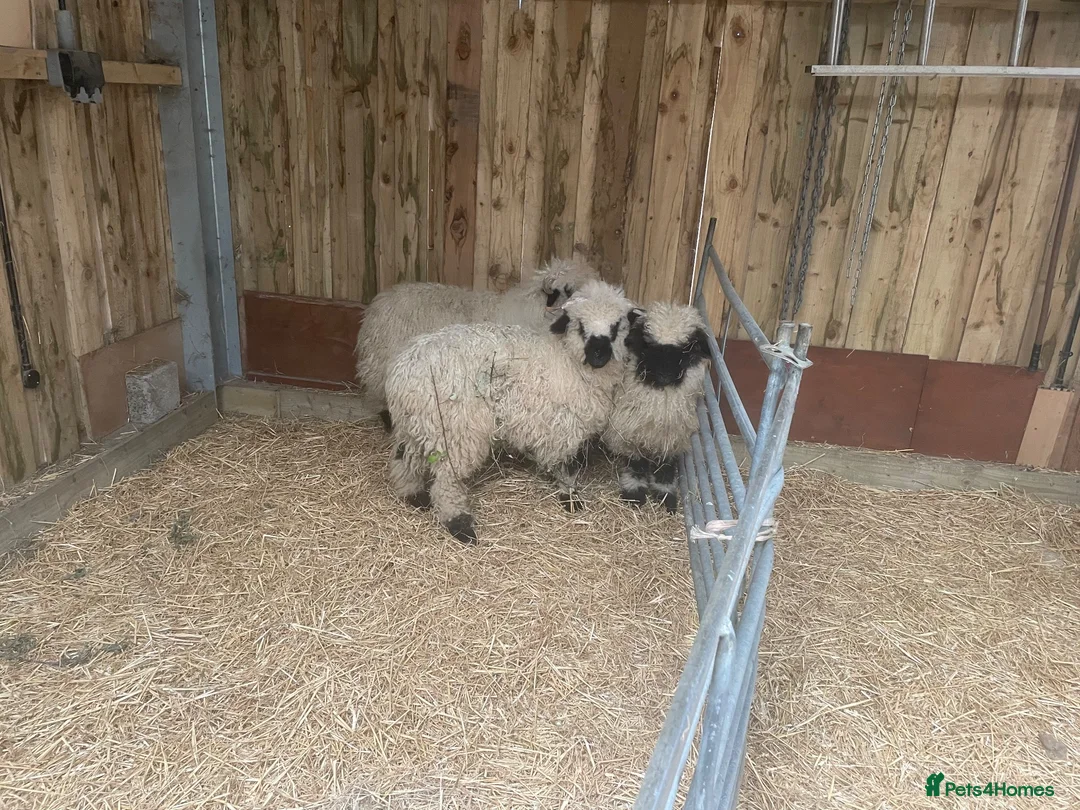 Sheep livestock for sale: VALAIS BLACKNOSE WETHER LAMBS £100 EACH - Advert 6