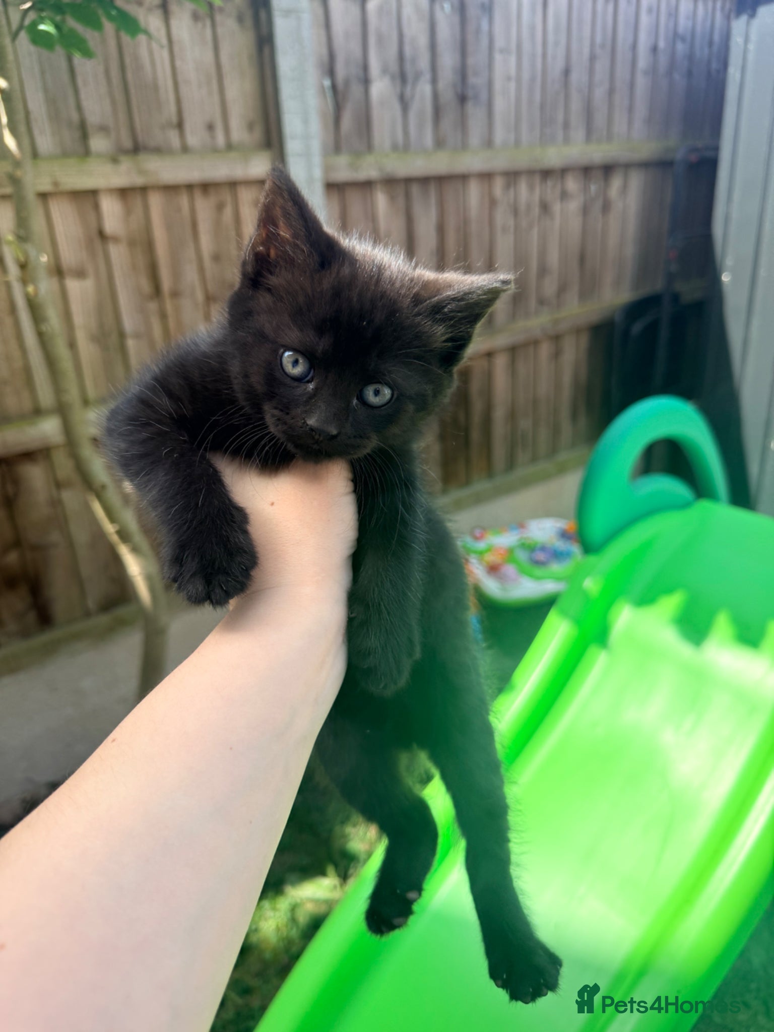 Mixed Breed cats Mixed black British long hair  - Advert 1