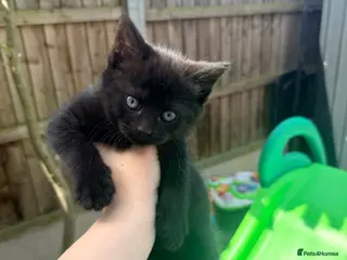 Mixed Breed cats for sale: Mixed black British long hair - Advert 1