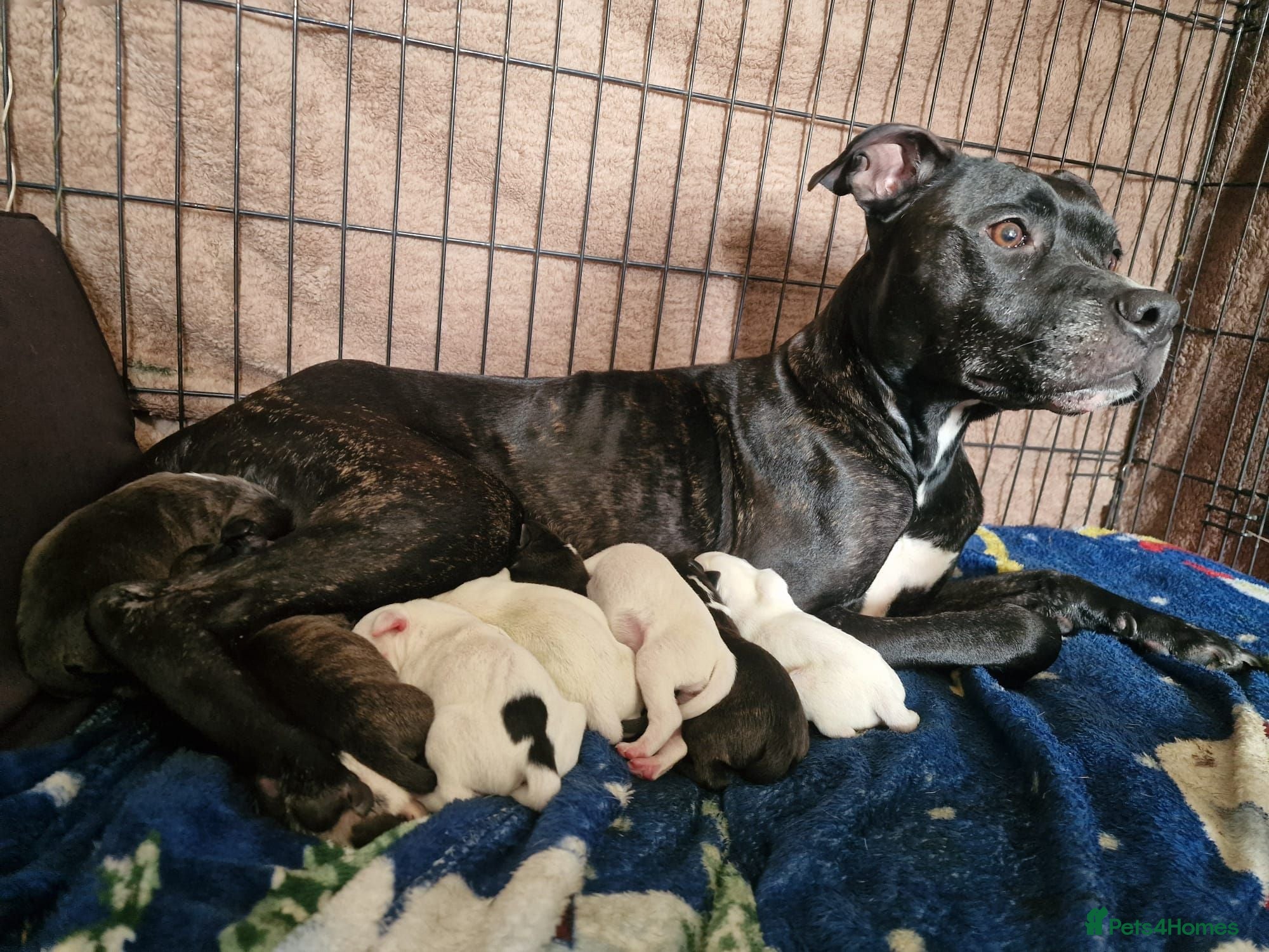 Staffordshire Bull Terrier dogs Staffordshire Bull Terrier puppy's for sale  - Advert 1