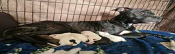 Staffordshire Bull Terrier dogs for sale: Staffordshire Bull Terrier puppy's for sale  - Advert 1