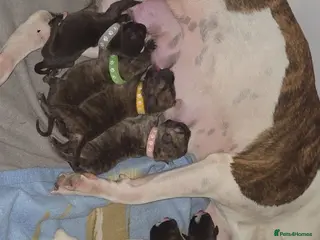 Mixed Breed dogs Staffy + cane corso - Advert 3
