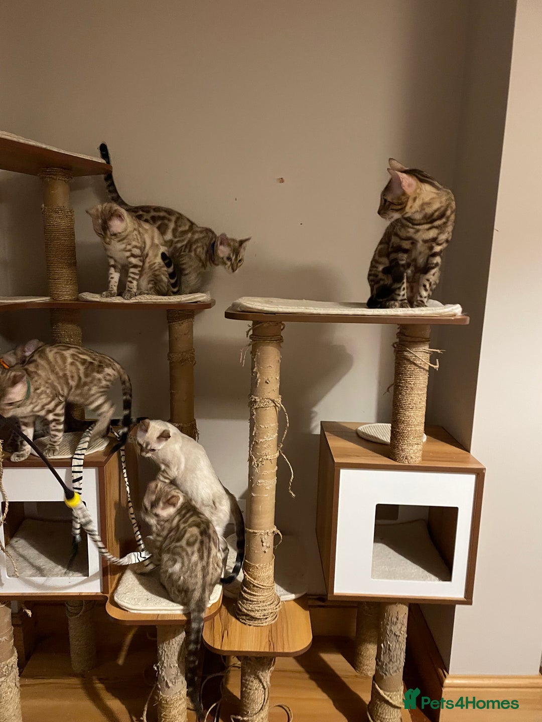 Bengal cats for sale:  Beautiful Bengal ready to reserve - Image 23