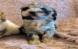 Cockapoo dogs for sale: Beautiful F1b cockapoo puppies - Advert 23