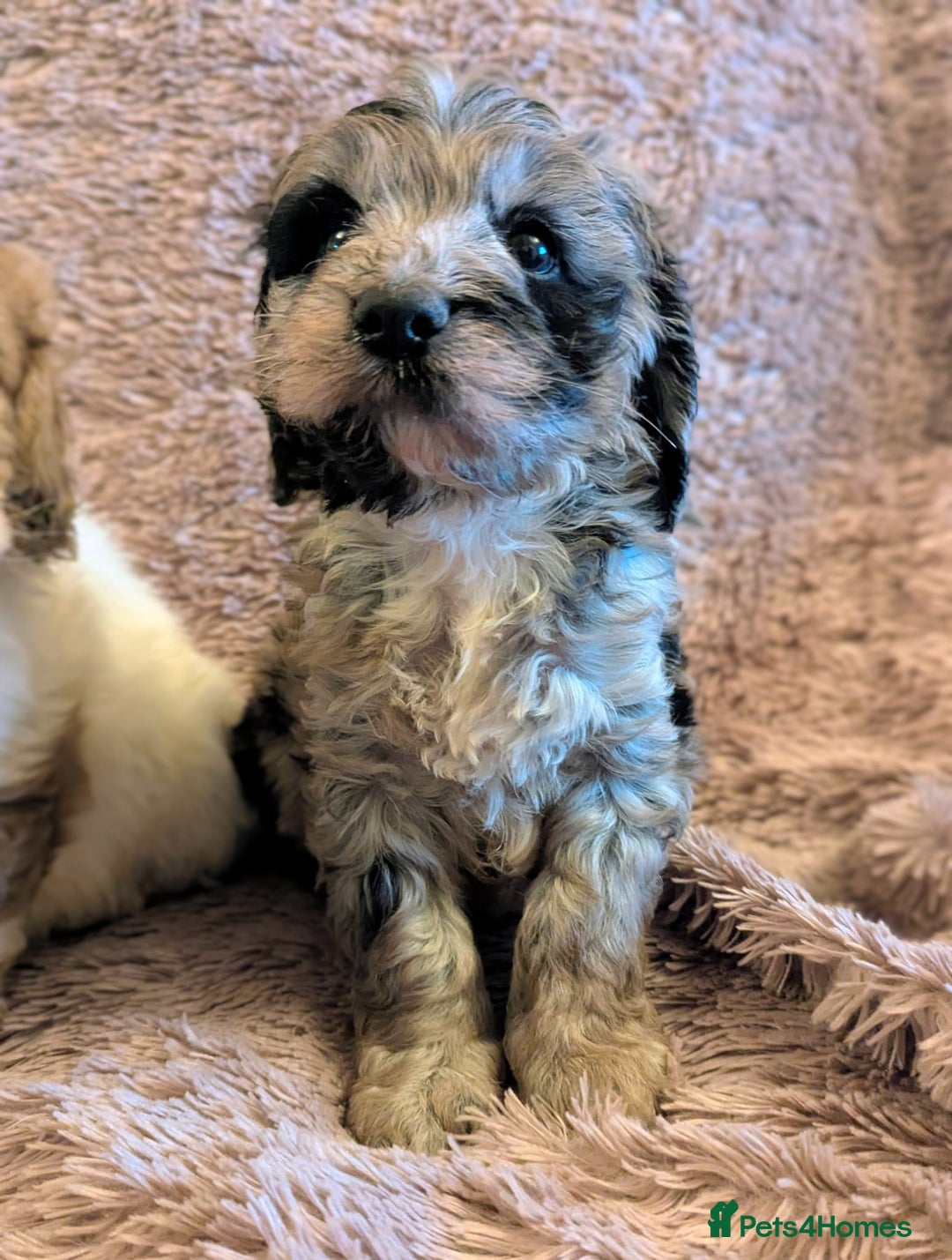 Cockapoo dogs for sale: Beautiful F1b cockapoo puppies - Advert 23
