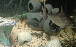Other/Mixed Breed fish for sale: 5ft fish tank with fish - Image 18