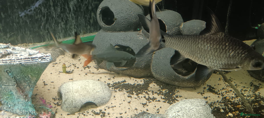 Other/Mixed Breed fish for sale: 5ft fish tank with fish - Image 18