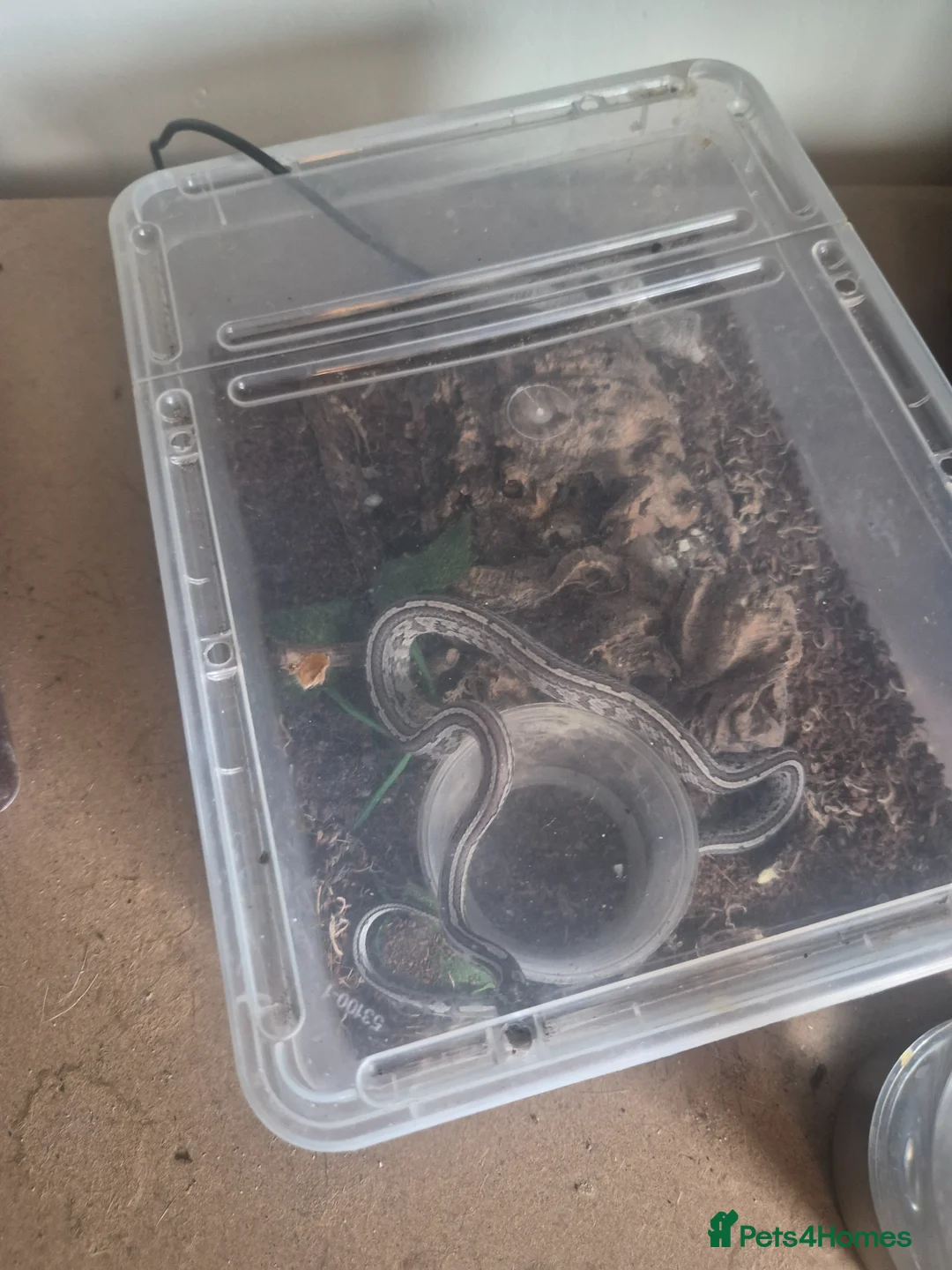 Corn Snake reptiles for sale: Corn snake - Advert 2
