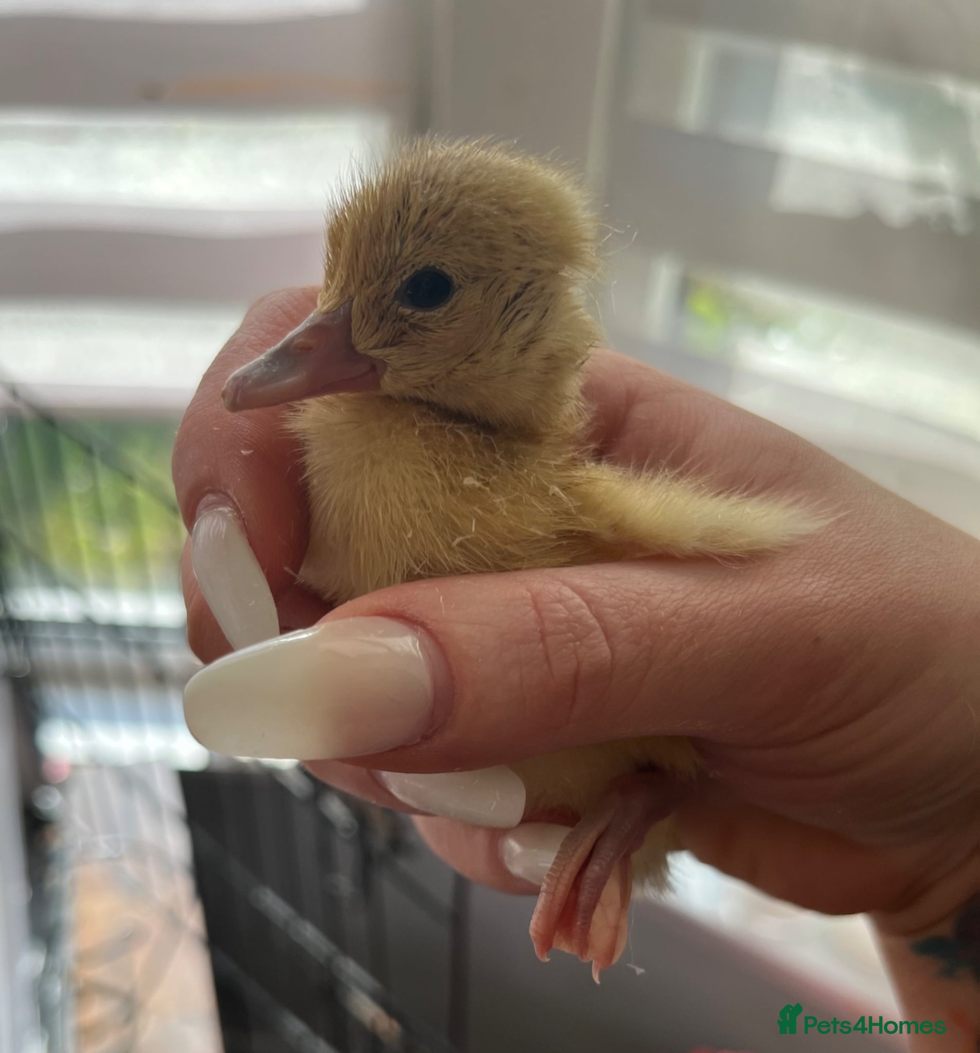 Ducks poultry for sale: 2 unsexed duckling left  - Advert 1