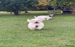 Maltipoo dogs for sale: 🌟LAST 2🌟 Black+White Boy 🐼 Biscuit+White Girl🍪 - Image 8